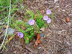 Water-Saving Plant 15