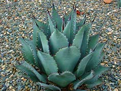 Water-Saving Plant 14