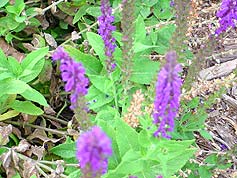 Water-Saving Plant 3