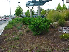 Water-Saving Plant 6