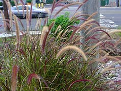 Water-Saving Plant 9