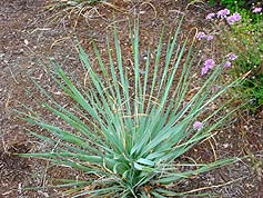 Water-Saving Plant 12