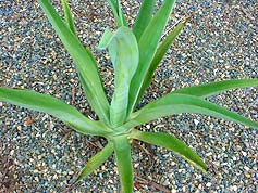 Water-Saving Plant 22