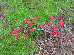 Water-Saving Plant 26