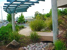 Water-Saving Plant 30