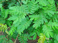 Water-Saving Plant 19