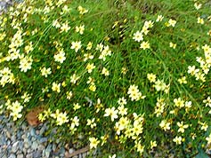 Water-Saving Plant 23