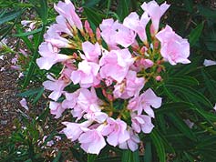 Water-Saving Plant 27