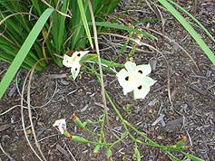 Water-Saving Plant 16