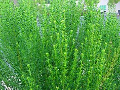 Water-Saving Plant 20