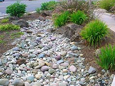 Water-Saving Plant 24