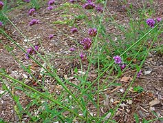 Water-Saving Plant 28