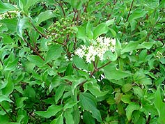 Water-Saving Plant 17