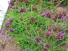 Water-Saving Plant 21