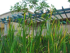 Water-Saving Plant 25