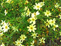 Water-Saving Plant 29