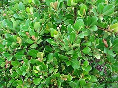 Water-Saving Plant 18