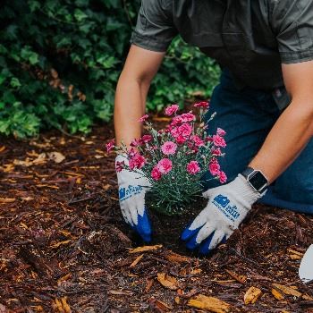 Planting water efficient plant